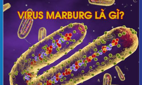 virus-marburg-313