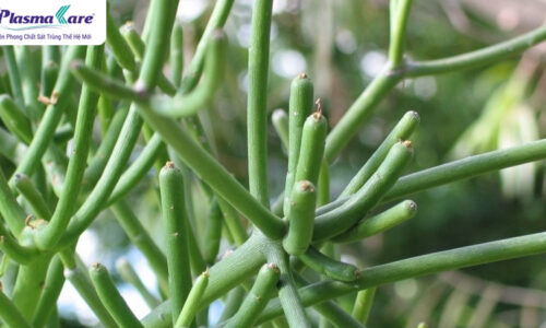 Cách chữa xoang bằng cây giao và một số lưu ý