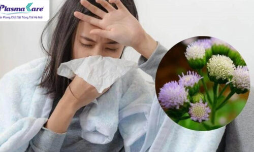 Công dụng và cách dùng hoa cứt lợn chữa viêm xoang