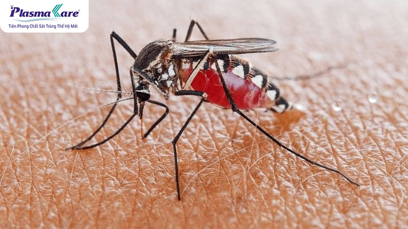 Bị muỗi đốt nhiều có sao không? Nguyên nhân bị muỗi đốt nhiều