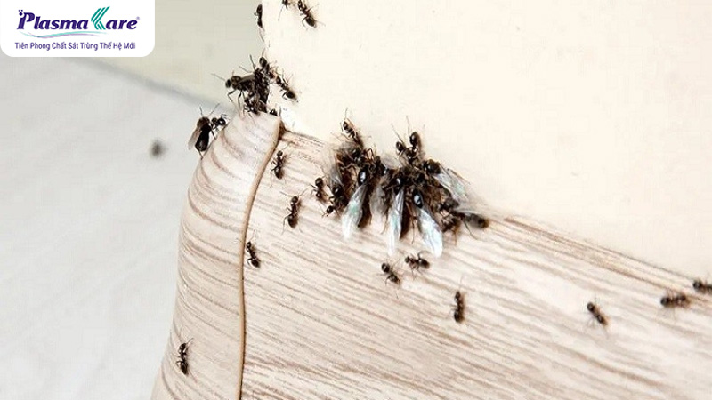 Cách phân biệt kiến ba khoang và kiến cánh
