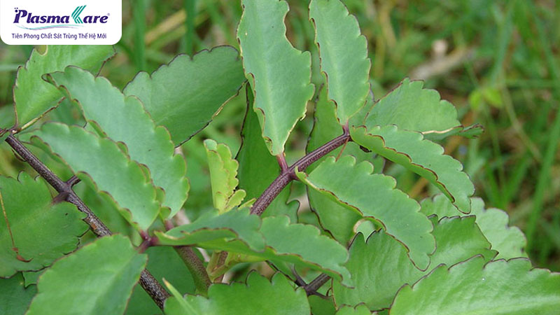 Sử dụng tia laser để tác động vào mô sẹo