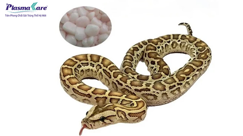 Mẹo chữa bỏng bô xe máy bằng kem đánh răng, mỡ trăn hoặc nha đam