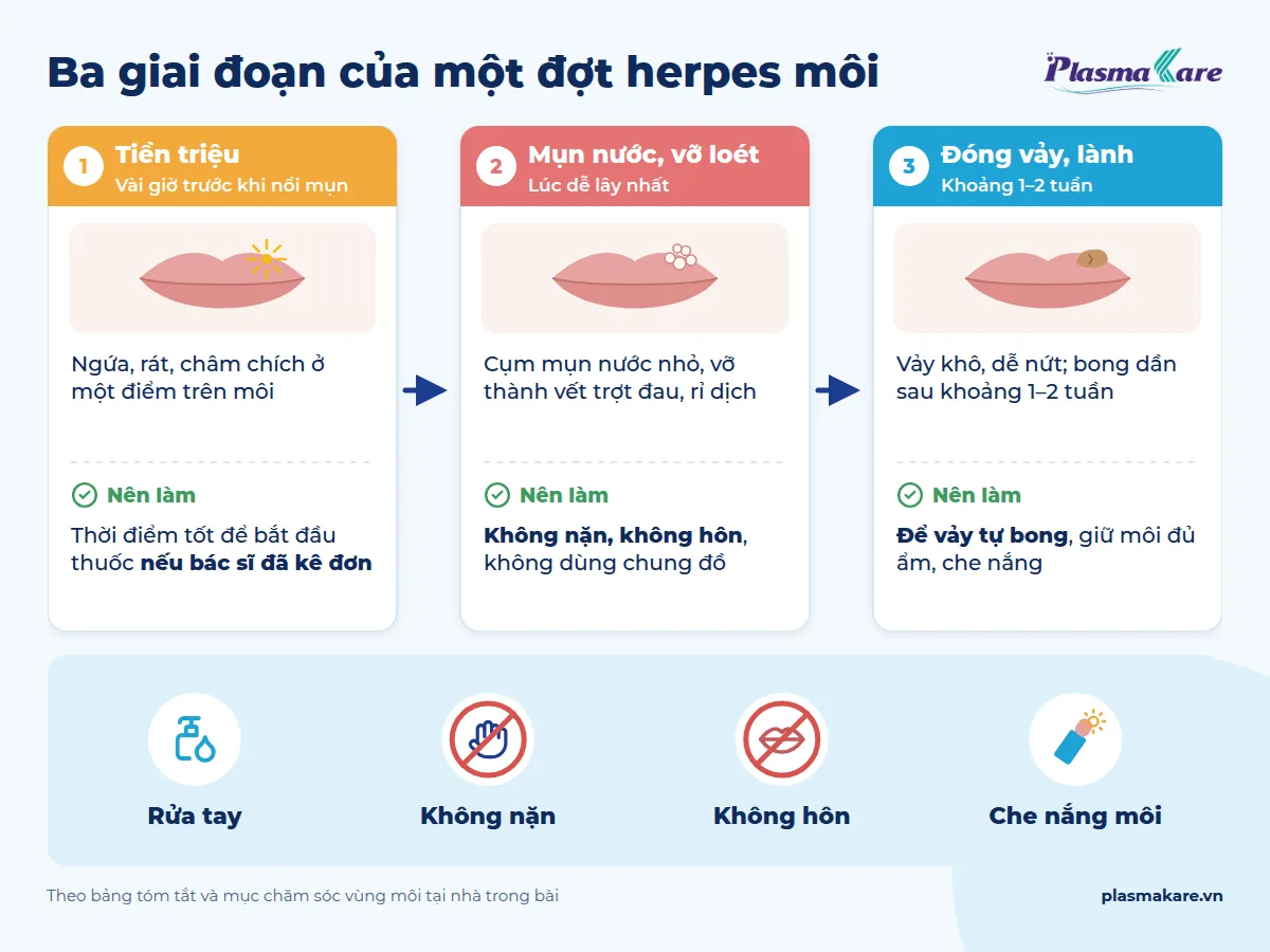 Infographic ba giai đoạn herpes môi: tiền triệu, mụn nước vỡ loét, đóng vảy và cách chăm sóc môi tại nhà