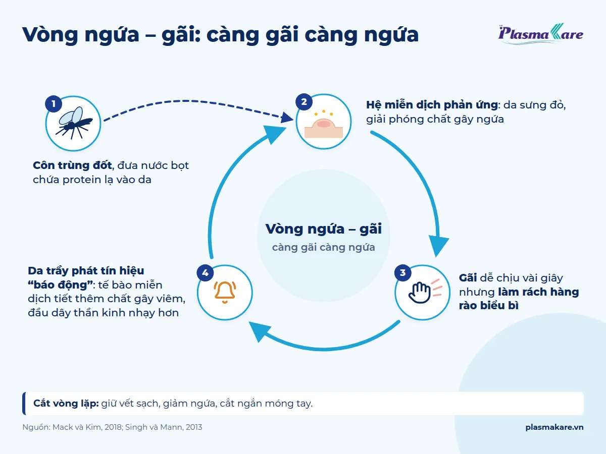 Sơ đồ vòng ngứa – gãi khi bị côn trùng đốt: nước bọt, phản ứng miễn dịch, gãi làm rách da, ngứa tăng
