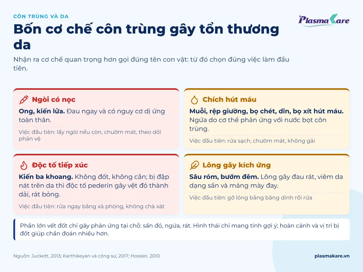 Sơ đồ bốn cơ chế côn trùng gây tổn thương da