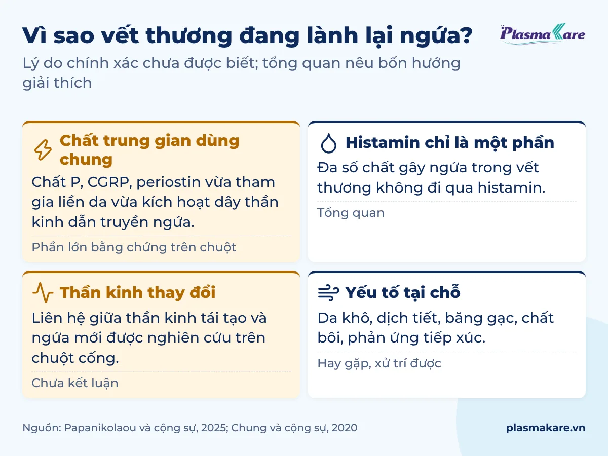 Bốn hướng giải thích vì sao vết thương đang lành bị ngứa: chất trung gian dùng chung, histamin chỉ là một phần, thần kinh thay đổi, yếu tố tại chỗ