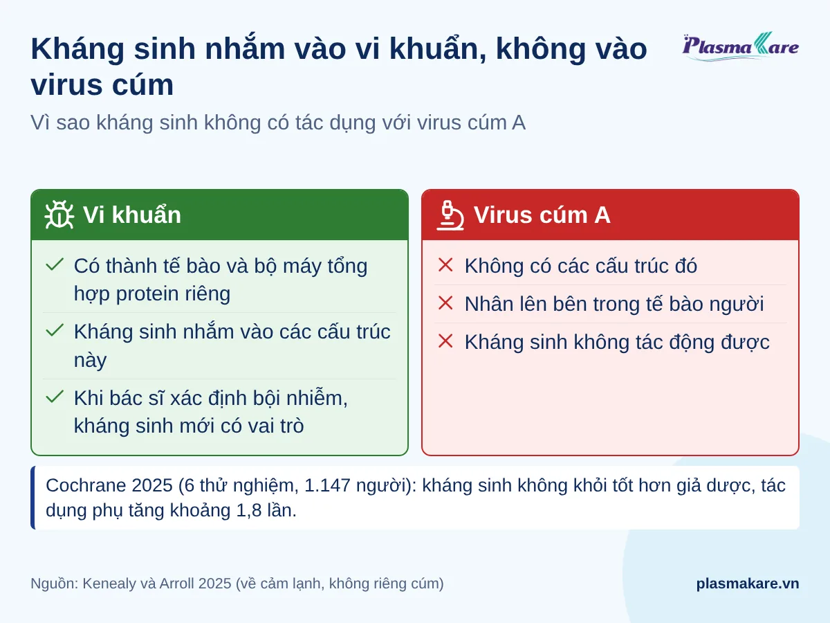 Hai cột so sánh vi khuẩn, nơi kháng sinh nhắm vào, với virus cúm A, nơi kháng sinh không tác động được