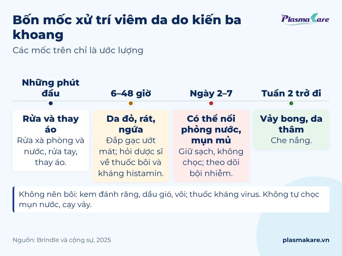 Sơ đồ bốn mốc xử trí viêm da do kiến ba khoang và những thứ không nên bôi