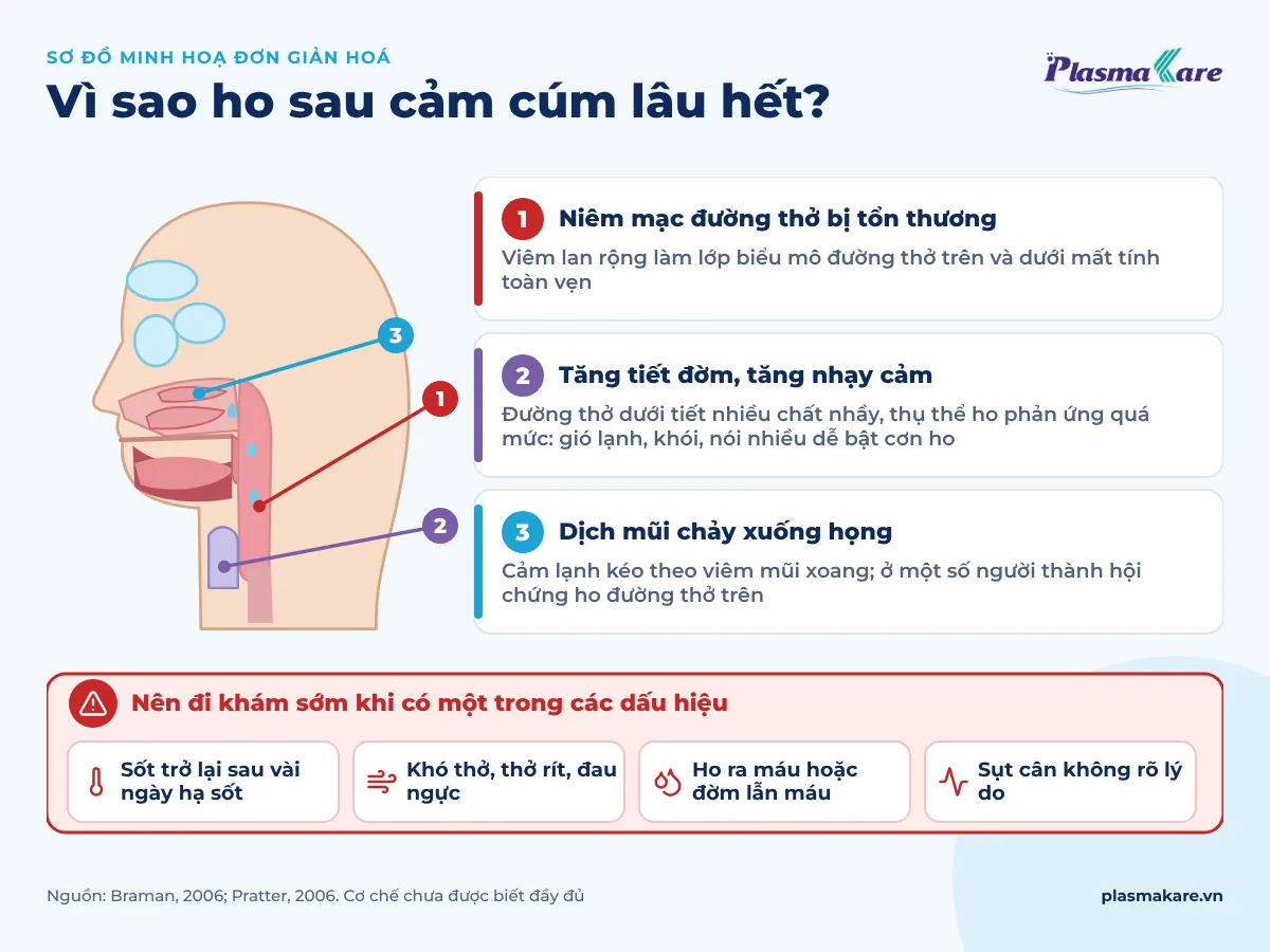 Sơ đồ đầu và họng nhìn nghiêng với dịch mũi chảy xuống họng, cạnh ba nhóm lý do ho lâu hết và ô cảnh báo bốn dấu hiệu cần đi khám: sốt lại, khó thở, ho ra máu, sụt cân