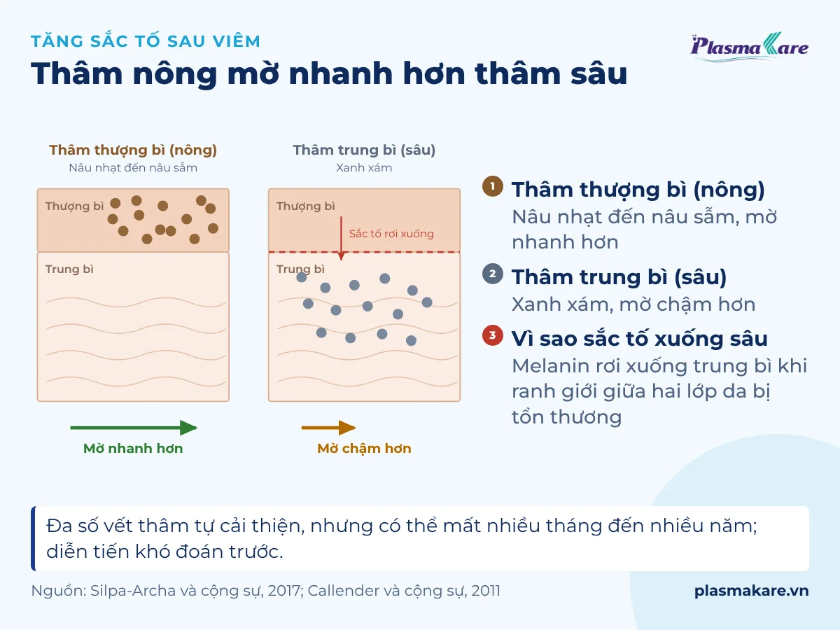 Sơ đồ cắt ngang da: sắc tố melanin ở thượng bì mờ nhanh hơn, ở trung bì mờ chậm hơn