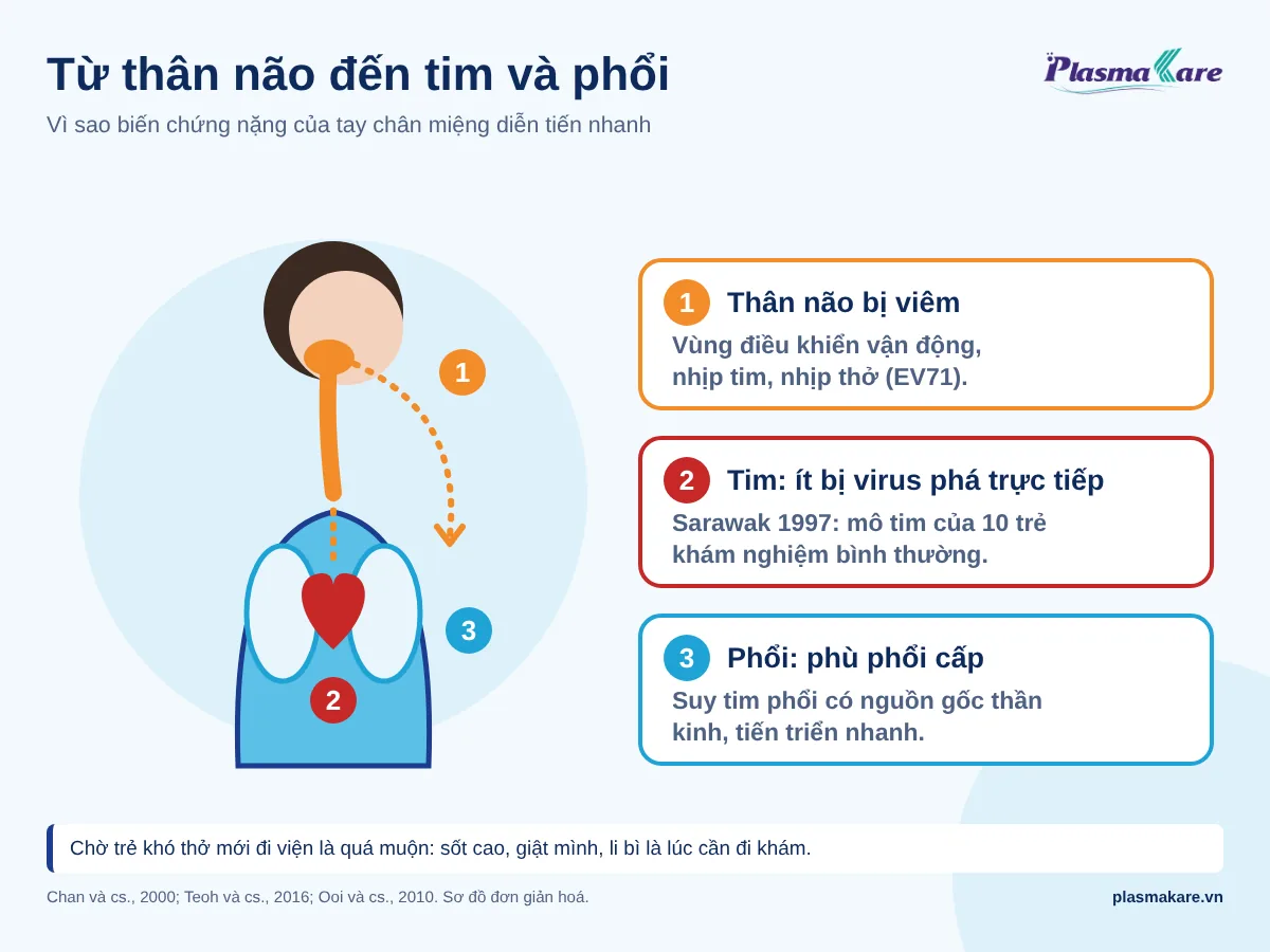 Sơ đồ thân não nối tới tim và phổi minh hoạ biến chứng tay chân miệng